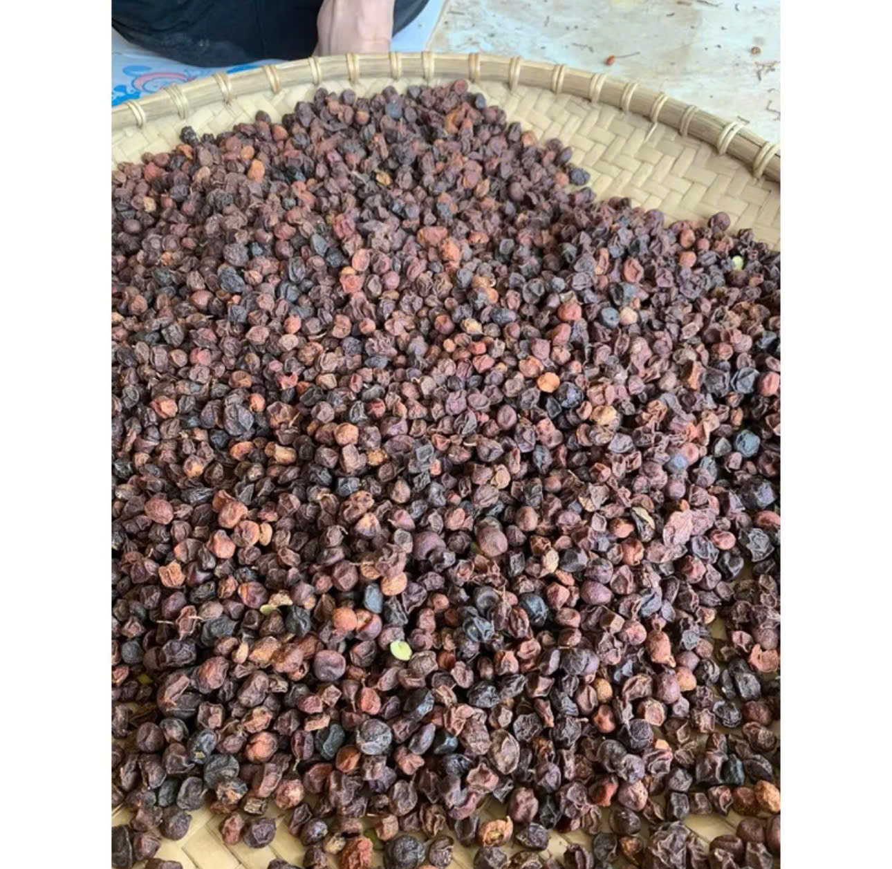 Quả mắc mật (móc mật)